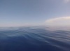 VIDEO - A la rencontre des dauphins de Risso au large du Cap Corse