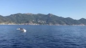 Les dauphins de Centuri