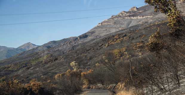 Après les incendies : La chambre d'agriculture de Corse évite "la double peine" aux agriculteurs