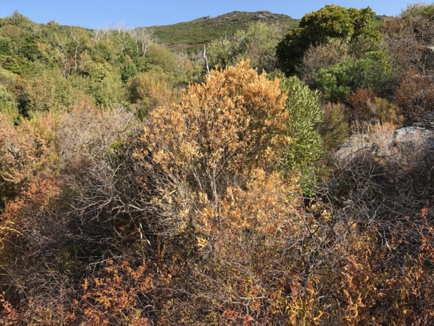 Sécheresse record en Corse !