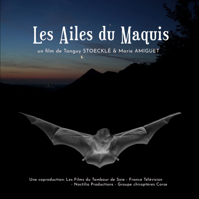 "Les chauves-souris de Corse": conférence à la médiathèque des Jardins de l'Empereur