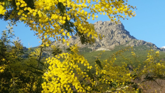 La photo du jour : Mimosa en fleur au pied de l’Arpone