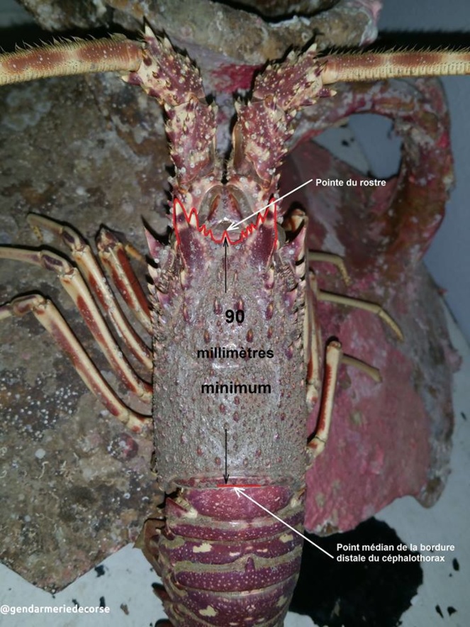 La Gendarmerie de Corse rappelle la règlementation sur la pêche à la langouste