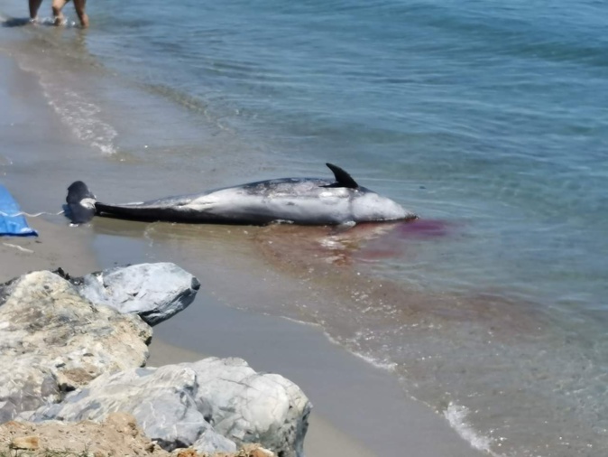 Pourquoi tant de dauphins meurent sur les côtes corses ?