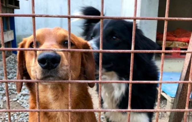 Noël (marron) et Johnsy (noir et blanc) sont à l’adoption