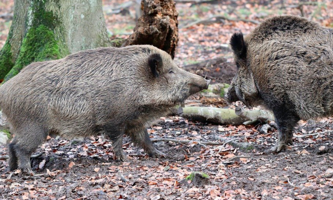 Les chasseurs de Corse du Sud appellent au rassemblement ce