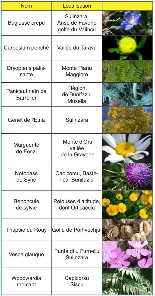 U  Levante : Onze plantes en danger critique de disparition en Corse