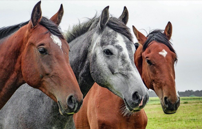 Equidés abattus à Monte, le Conseil du Cheval solidaire des propriétaires