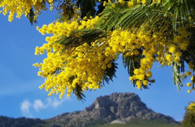 La photo du jour : Le Monte Arpone et la pluie d'or du mimosa