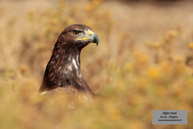 Le monde des oiseaux de Corse expliqué aux enfants