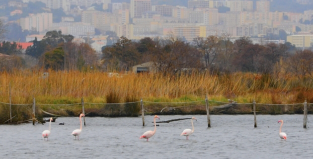 L'image du jour : La halte des flamants roses à Biguglia