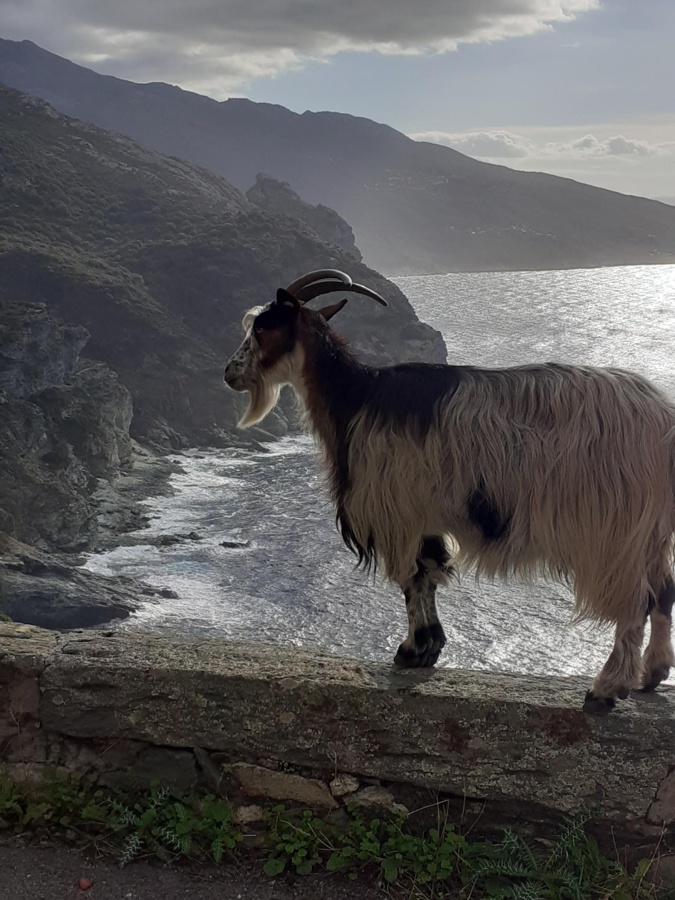 La photo du jour : la gardienne du Cap Corse