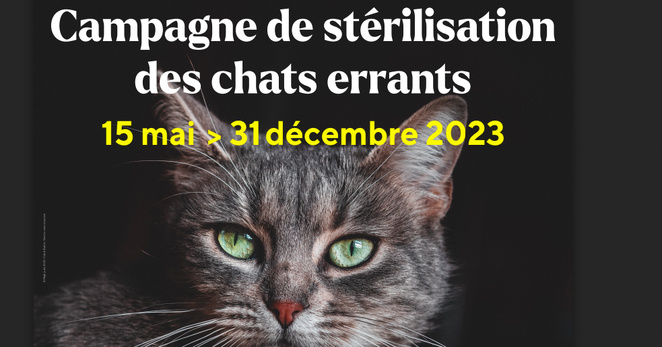 Bastia lance une campagne de stérilisation des chats errants