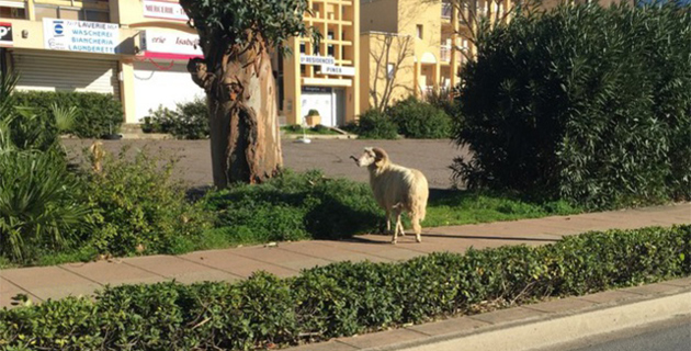 Bélier en goguette à l'entrée de Calvi…