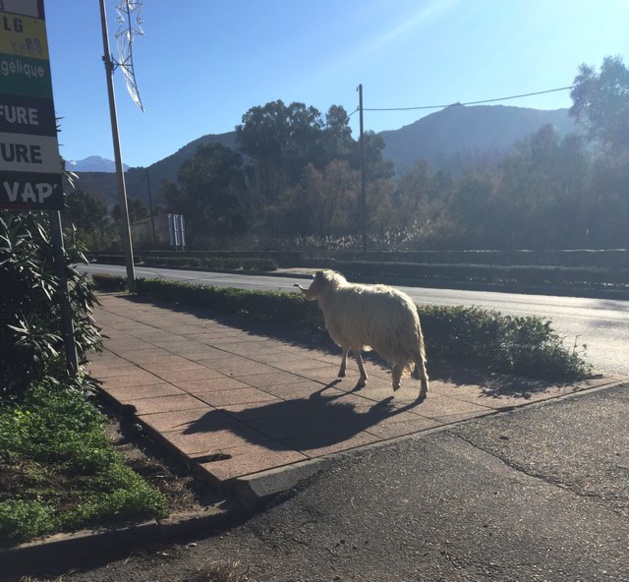 Bélier en goguette à l'entrée de Calvi…