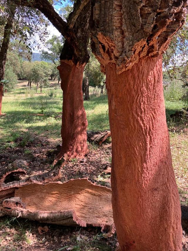 La suberaie corse représente 1% de la suberaie mondiale