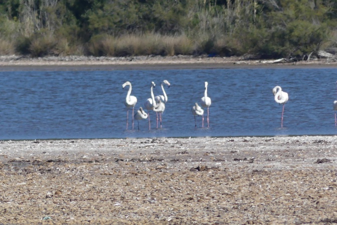 La photo du jour : les flamants roses de  l'étang de Pisciu Cane