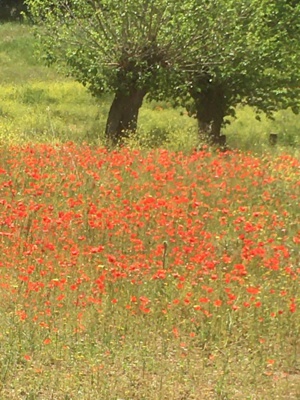 Champ de coquelicots  dans la plaine de Castifao (Bernadette Giacometti)