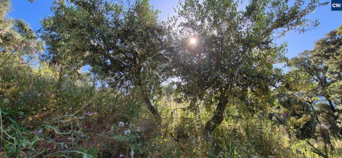 Transformer les agliastri en oliviers, une ancienne tradition qui se perpétue en Balagne