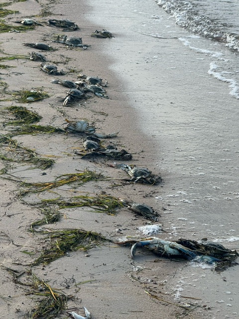 De nombreux crabes bleus se sont échoués ce dimanche sur une plage de Lecci (Photos DR)