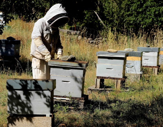 Santa Lucia di Mercoriu : L’instit qui murmurait à l’oreille des abeilles