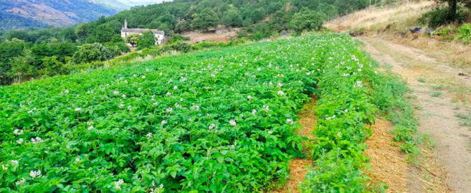 À Calacuccia, l'exploitation de légumes bio de Benjamin Luciani, recevra un soutien de suivi technique, fruit du collectif Umani - ; Inter Bio Corse ; Terre de Liens Corsica –  pour accroitre sa productivité. ©Umani X Inter Bio Corse