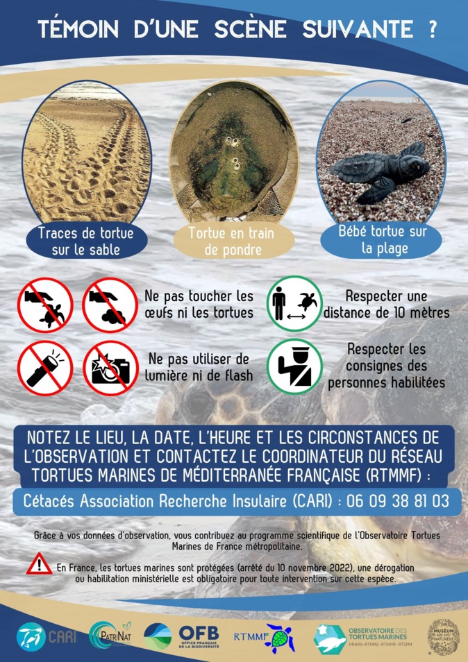 ​Des plages ajacciennes se préparent à accueillir des nids de tortues caouannes : des "patrouilles" pour les protéger