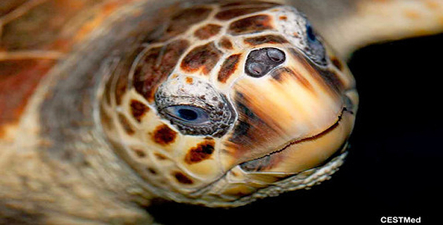 Un appel à contribution pour bâtir le premier centre de secours des tortues marines en Corse