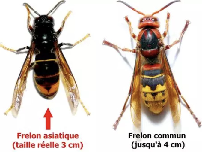 Corse : alerte au frelon asiatique à Bastelicaccia