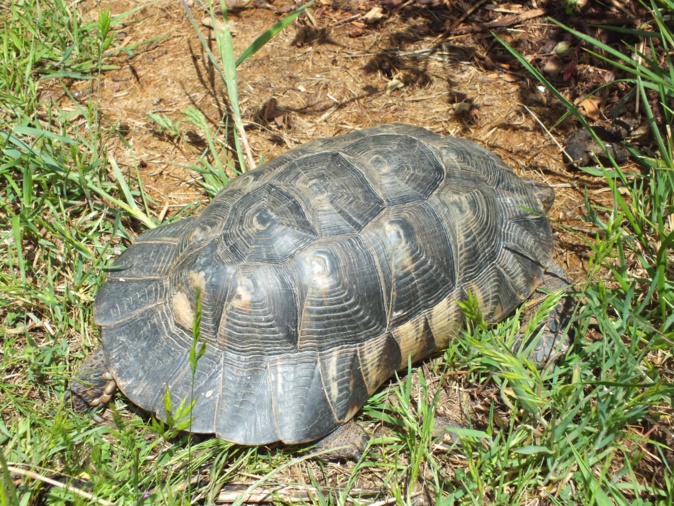 La tortue Marginata est facilement reconnaissable à la "jupe" présente au bas de sa carapace (Crédit photo : a Cupulatta)