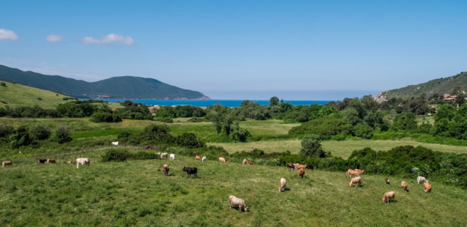 Agriculture Bio : La Corse est la deuxième région française en termes de surface Bio