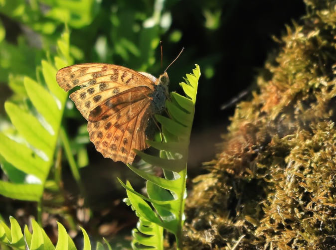 La photo du jour : les papillons de l'automne