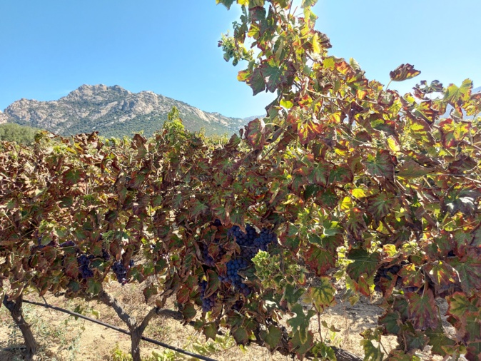 La citadelle cause d'importants dommages aux vignes en "grillant" leurs feuilles (Photo : Chambre d'agriculture de Haute-Corse)