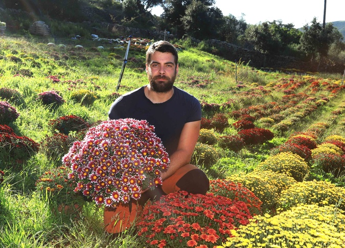 Lama : La passion des chrysanthèmes de Georges Calassa, jeune producteur audacieux