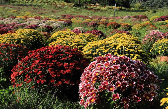 Lama : La passion des chrysanthèmes de Georges Calassa, jeune producteur audacieux