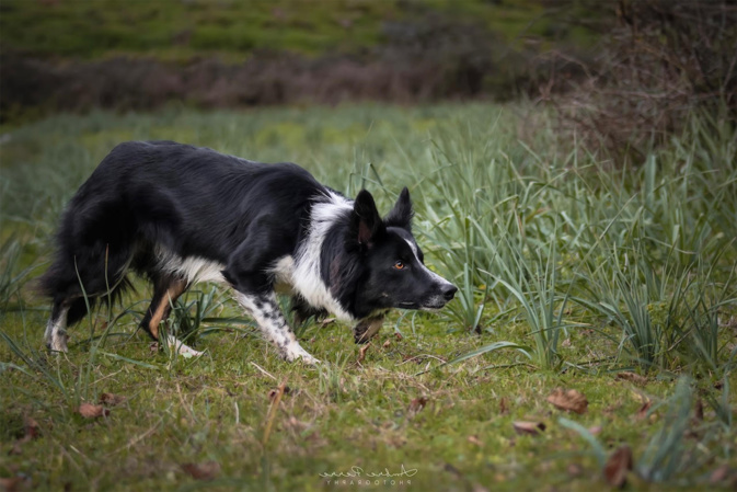 Corsica Sheepdog : l’art du dressage de border collie au troupeau s’installe à Afa