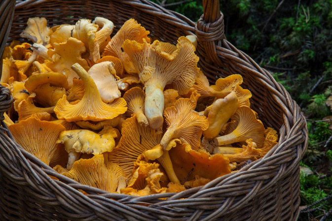 En Corse, la cueillette des champignons bat des records grâce à une météo favorable