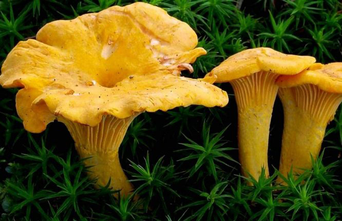 En Corse, la cueillette des champignons bat des records grâce à une météo favorable