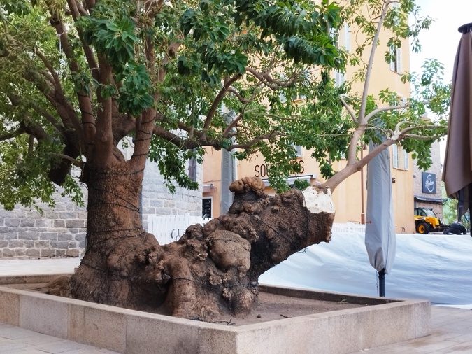 Mercredi en fin d'après-midi dans le centre-ville de Porto-Vecchio, l'une des branches du belombra a craqué sous les rafales.