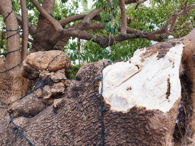 L'arbre emblématique de Porto-Vecchio est souvent malmené par les tempêtes.