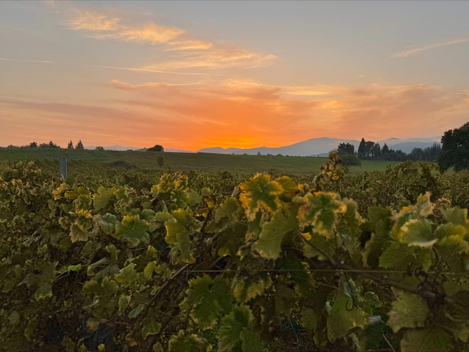 Dans les vignes de Tallone (Jean-François Grazi) au crépuscule (