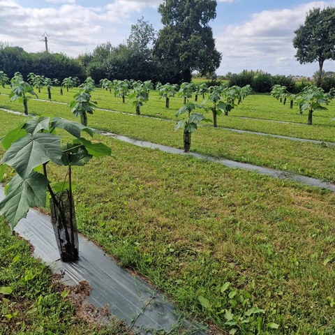 Le paulownia, un arbre qui absorbe dix fois plus de CO2 qu’un arbre traditionnel, présenté en Corse