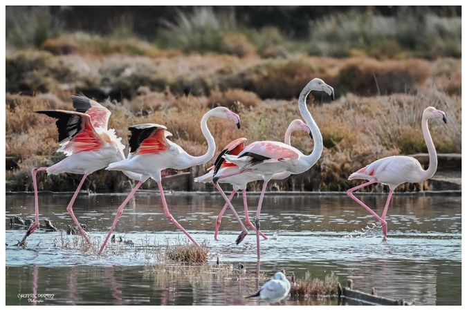 La photo du jour : les flamants roses de retour à Portivechju