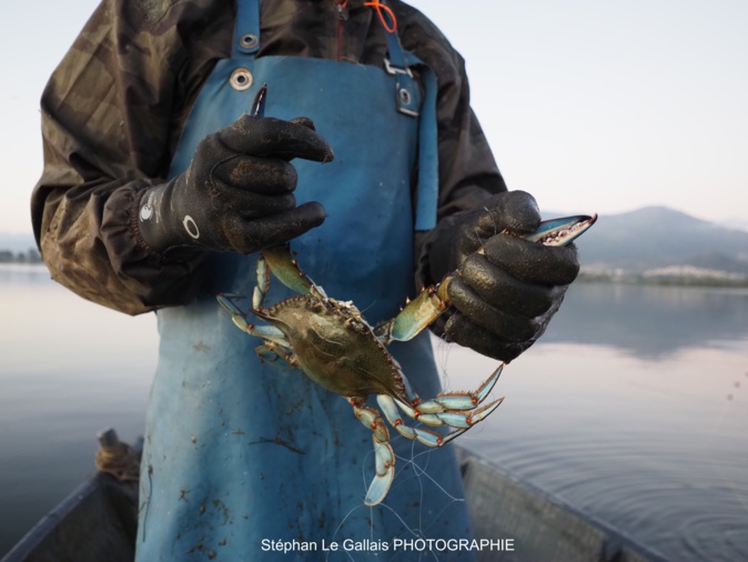 En Corse, un plan régional pour lutter contre la prolifération du crabe bleu