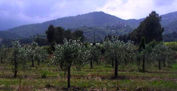 Plantation de jeunes oliviers en Casinca. Photo CNI.