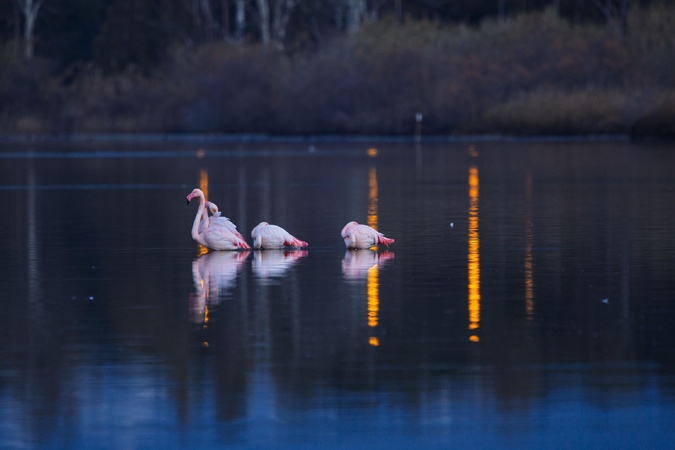 La photo du jour : les flamants roses de Chjurlinuu