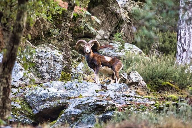 La photo du jour : face à face avec un mouflon à Ascu