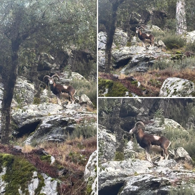 La photo du jour : face à face avec un mouflon à Ascu