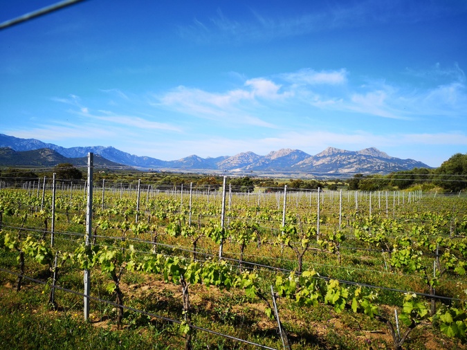 Élections à la chambre d’agriculture de Corse : que faire sans matériel de vote ?