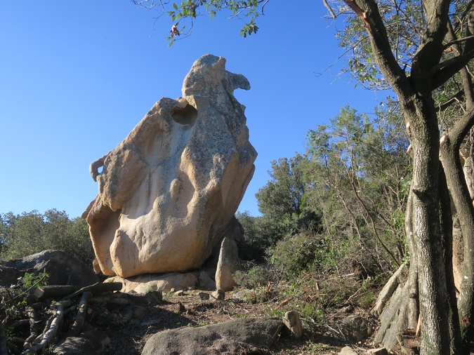 La photo du jour : l'aigle du sentier des crêtes à Ajaccio